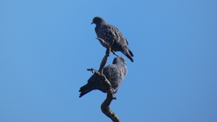 Patagioenas maculosa