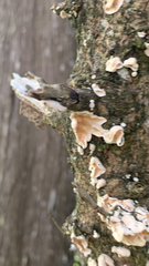 Ductifera pululahuana