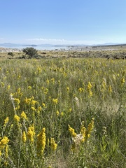 Solidago spectabilis
