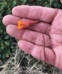 Tropaeolum tuberosum