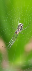 Leucauge volupis