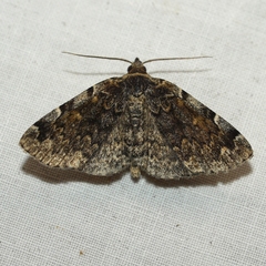 Idia majoralis