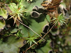 Peltigera venosa