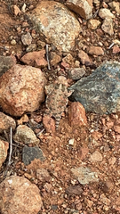 Phrynosoma blainvillii