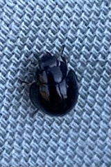 Coccinellidae