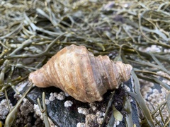 Neptunea decemcostata