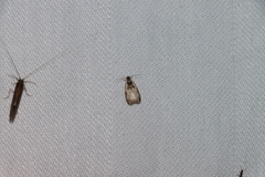 Olethreutes malana