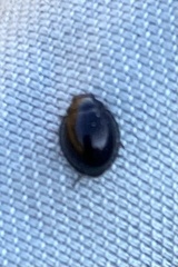 Coccinellidae