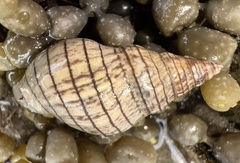 Cominella virgata