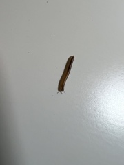 Cylindroiulus punctatus