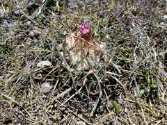 Echinofossulocactus crispatus