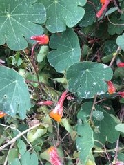 Tropaeolum tuberosum