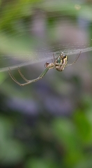 Leucauge volupis