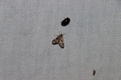 Elophila obliteralis