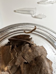 Cylindroiulus punctatus