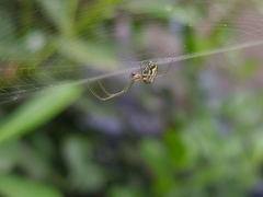 Leucauge volupis