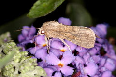 Spodoptera frugiperda