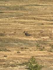 Calidris subruficollis