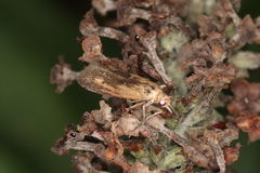 Elasmopalpus lignosella