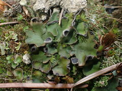 Peltigera venosa