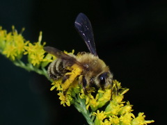 Andrena hirticincta