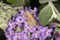 Spodoptera frugiperda
