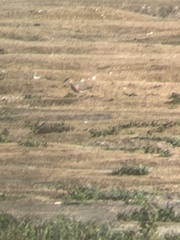 Calidris subruficollis