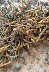 Selaginella sanguinolenta