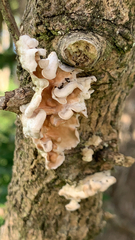 Ductifera pululahuana