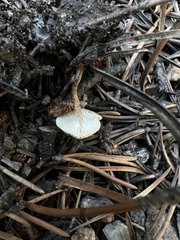 Xeromphalina cauticinalis
