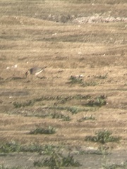 Calidris subruficollis
