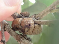Disholcaspis bassetti