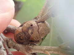 Disholcaspis bassetti