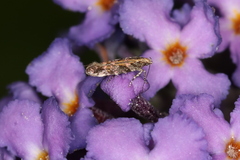 Aristotelia rubidella