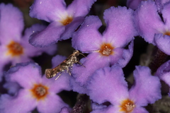 Aristotelia rubidella