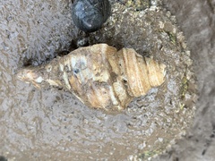 Neptunea decemcostata