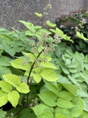 Aegopodium podagraria