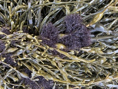 Vertebrata lanosa