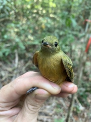 Mionectes oleagineus