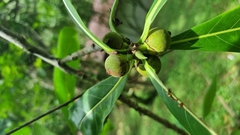 Ficus obtusifolia
