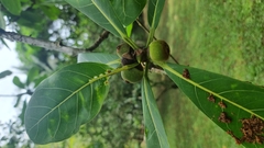 Ficus obtusifolia