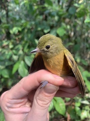 Mionectes oleagineus