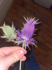 Eryngium leavenworthii