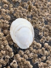 Crepidula plana
