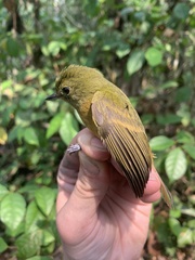 Mionectes oleagineus