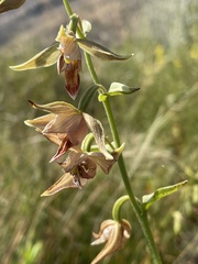 Epipactis gigantea