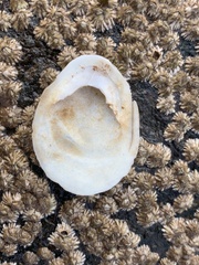 Crepidula plana