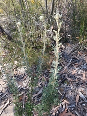 Actinotus helianthi