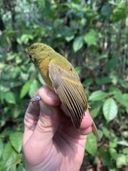 Mionectes oleagineus