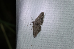Iridopsis vellivolata
